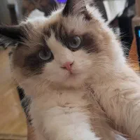 بچه گربه های اشرافی و زیبا|گربه|بیرجند, |دیوار