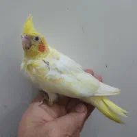 لونه عروس هلندی|لوازم جانبی حیوانات|بندرعباس, |دیوار