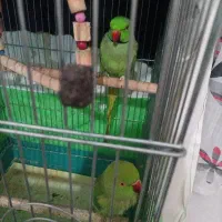 یه جفت ملنگو سخن گو