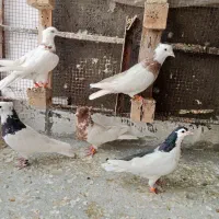 کبوتر|پرنده|بجنورد, |دیوار