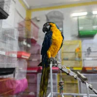 جوجه آرا ماکائو گلدن بلو