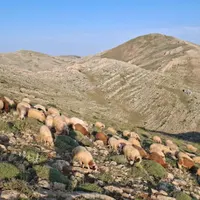 بره نر محلی
