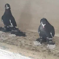 کفتر|پرنده|تبریز, |دیوار