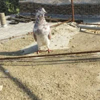 سه عدد کبوتر