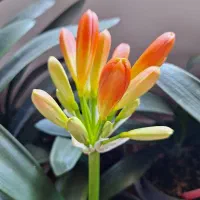 گل خورشیدی|گل و گیاه طبیعی|سنگر, |دیوار