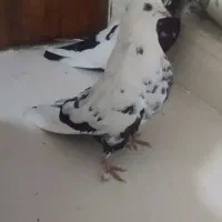 تک دم نر هفت ماهه درشت