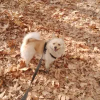 سگ پامر روباهی دزدیده یا واگذار شده