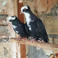 قره عرب کاکلی و زنجی للهلی