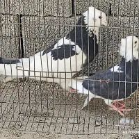 کبوتر|پرنده|ایلام, |دیوار