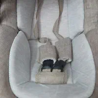 کریر|کالسکه و لوازم جانبی|قم, پردیسان|دیوار