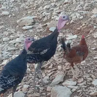 یه بوقلمون نر جوان ، بوقلمون ماده، خروس