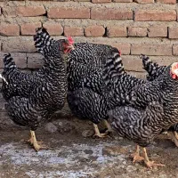 تخم و جوجه پلیموت راک آمریکایی