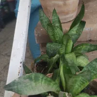 گل ارزون|گل و گیاه طبیعی|شیراز, انجیر|دیوار