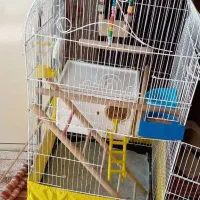 عروس هلندی|پرنده|کهریزک, |دیوار