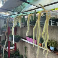 حراج گلخانه کاکتوس با کمترین قیمت