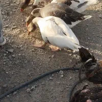 غاز