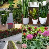 خدمات باغبانی تعویض خاک گلدان طراحی باغچه کاشت گل