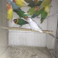 طوطی کوتوله برزیلی نر تک و ماده تک همه آماده|پرنده|مشهد, سرافرازان|دیوار