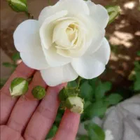راهنمایی کار لطفا