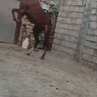 اسب نریونی|اسب و تجهیزات اسبسواری|دزفول, |دیوار