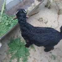 بز،بیگ ،تیشتر|حیوانات مزرعه|دزفول, |دیوار