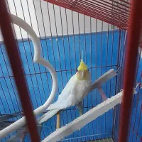 عروس هلندی ماده