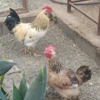 خروس چهل تاج خوشگل ودرشت وجوان|حیوانات مزرعه|قنوات, |دیوار