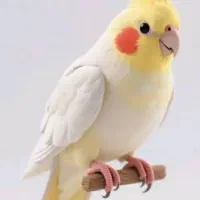 عروس هلندی لوتینو نر سخنگو