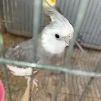 عروس هلندی وایت فیس و سینامون آماده جفت