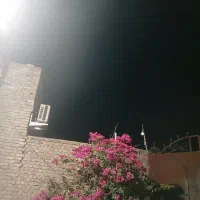کارتون کردن خرما