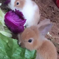 بچه خرگوش لوپ هلندی