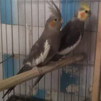 عروس هلندی