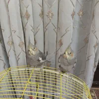 عروس هلندی|پرنده|اصفهان, کساره|دیوار
