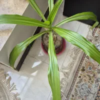 گل اپارتمانی