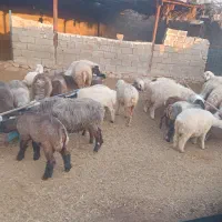 بره نر میش چاق بفروش می رسد