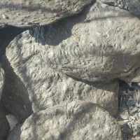 اکسیدور
