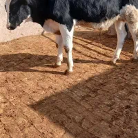 گوساله|حیوانات مزرعه|بوئین زهرا, |دیوار