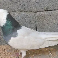 کبوتر طوقی اصل