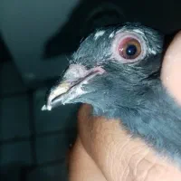 کفتر پرشی جوجه جیر دونه 60|پرنده|قم, باغ شازده|دیوار