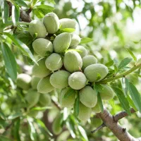 نهال بادام پربار مخصوص صادرات، موجودی محدود|خدمات باغبانی و درختکاری|سنندج, |دیوار