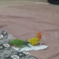 طوطی برزیلی جفت مولد