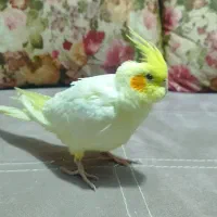 فروش پرنده