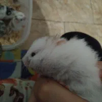 فروش همستر|موش و خرگوش|رشت, لاکان|دیوار