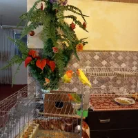 پرنده|پرنده|تبریز, |دیوار