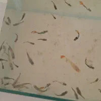 ماهی کوپی واکواریوم شیشه خم