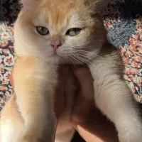 گربه ملوس