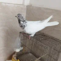 کفتر کله دار غریبگیری