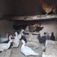 مرغ تخمگذار محلی|حیوانات مزرعه|شیروان (خراسان), |دیوار