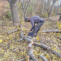 خرید چوب  باغ و زمین  و تیر سقفی