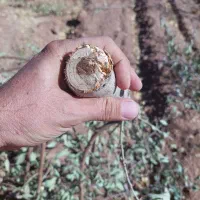 فروش خرده چوب هرس درخت بادام